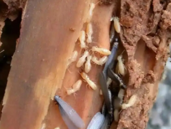 新吴白蚁防治公司分享破除白蚁防治四大常见误区，科学防虫不踩坑